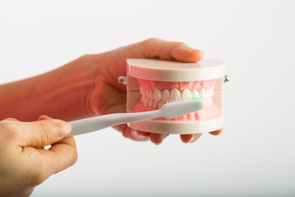 Dental implant model for explain tooth body.